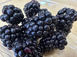 Amora-preta de alta qualidade | Uma nova perspectiva para o cultivo e consumo no Brasil
