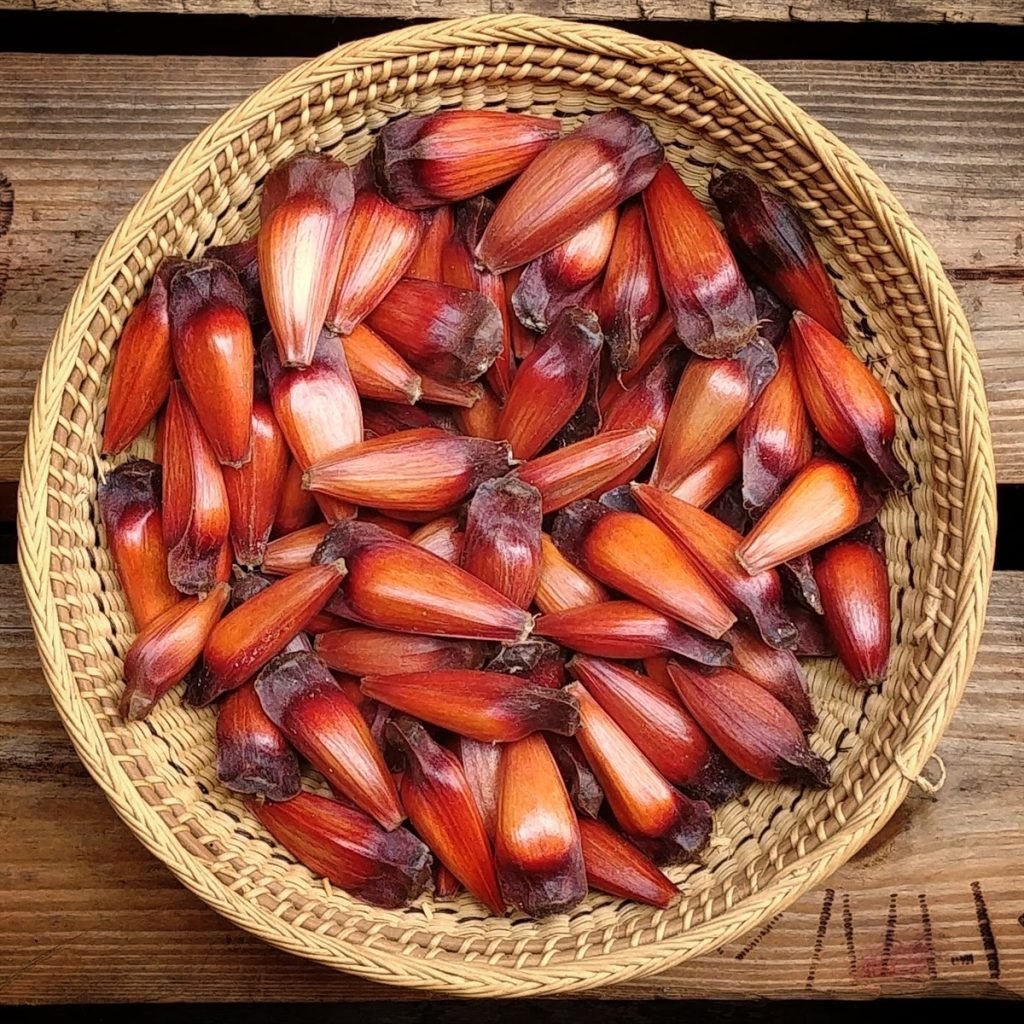 Pinhão | Prebióticos que transformam sua saúde intestinal