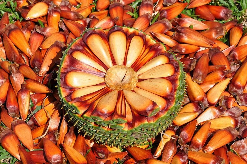 pinhão prebióticos