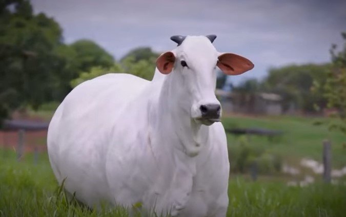 Vaca mais cara do mundo. Carina FIV do Kado