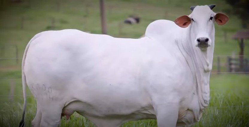 vaca mais cara do mundo