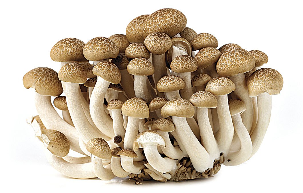 receita-de-shimeji-na-manteiga_cogumelo_shimeji_#cogumeloshimeji#proteinavegetal#comoprepararshimeji_