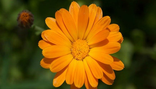 Flor Comestível Calêndula