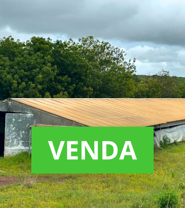 barracao_avicola_barracao_frango_de_corte